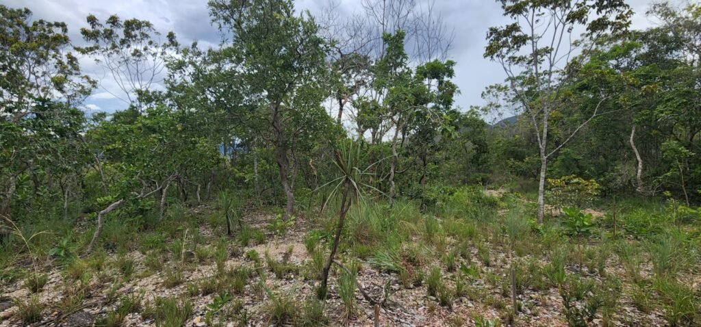 Fazenda 76 ha – Cachoeira – 12km Teresina de Goiás – Chapada dos Veadeiros