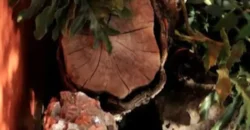 Pousada – Alto Padrão – Piscina Natural – Bairro Eldorado – Alto Paraíso de Goiás Pousada – Alto Padrão – Piscina Natural – Bairro Eldorado – Alto Paraíso de Goiás