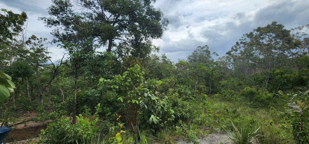 Fazenda 76 ha – Cachoeira – 12km Teresina de Goiás – Chapada dos Veadeiros