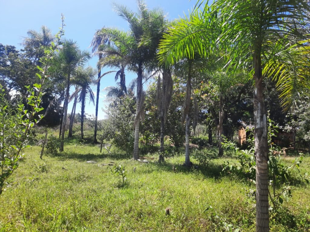 Chácara 2.7 Alq. – Povoado Bandeira – Rio – Nascente – 24km de Alto Paraíso de Goiás
