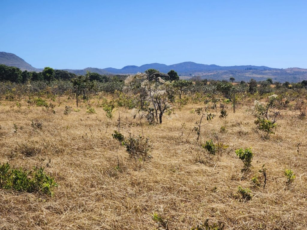 Chácara 4ha – Poço artesiano – 5km de Alto Paraíso sentido Cachoeira dos Cristais – Chapada dos Veadeiros