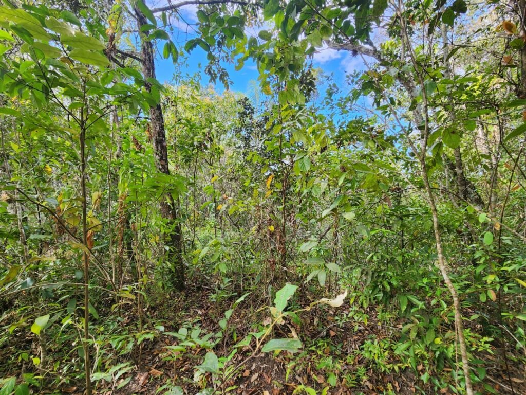 Chácara 5,30ha – Rio – Morro da Baleia – 13 km de Alto Paraíso de Goiás sentido São Jorge