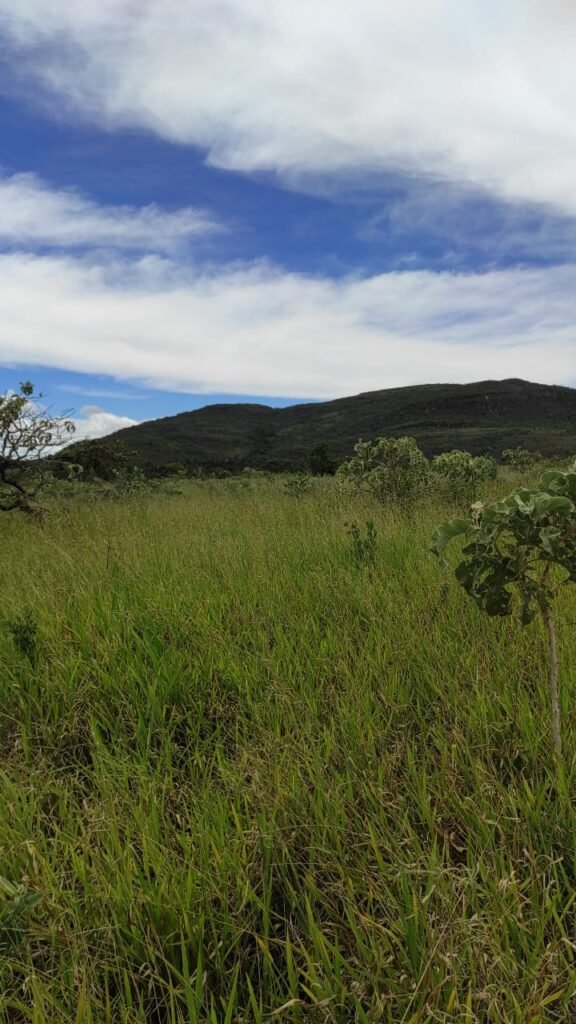 Área 4.7ha – Fazenda São Bento – Margem GO 239 – 7 km de Alto Paraíso sentido São Jorge