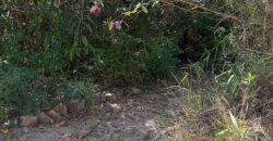 Casa – Rio – Loquinhas – Alto Paraíso de Goiás Casa – Rio – Loquinhas – Alto Paraíso de Goiás