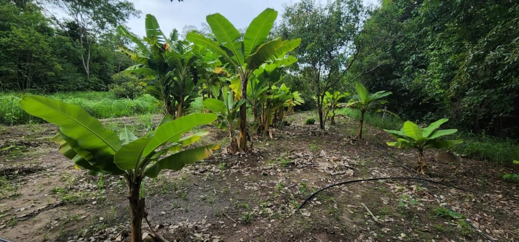 Fazenda 76 ha – Cachoeira – 12km Teresina de Goiás – Chapada dos Veadeiros