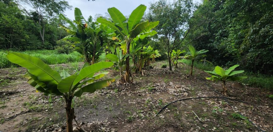 Fazenda 76 ha – Cachoeira – 12km Teresina de Goiás – Chapada dos Veadeiros