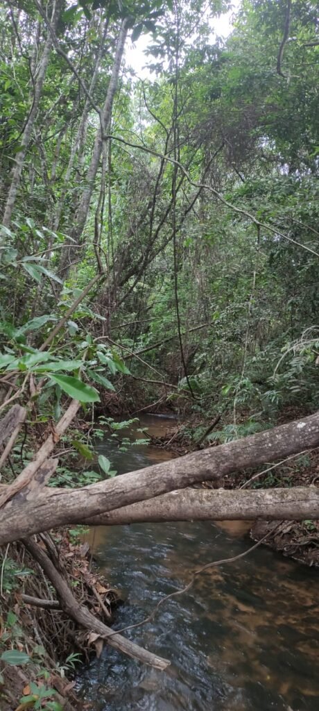 Maravilhosa Chácara 20ha – Recifra – Alto Paraíso de Goiás