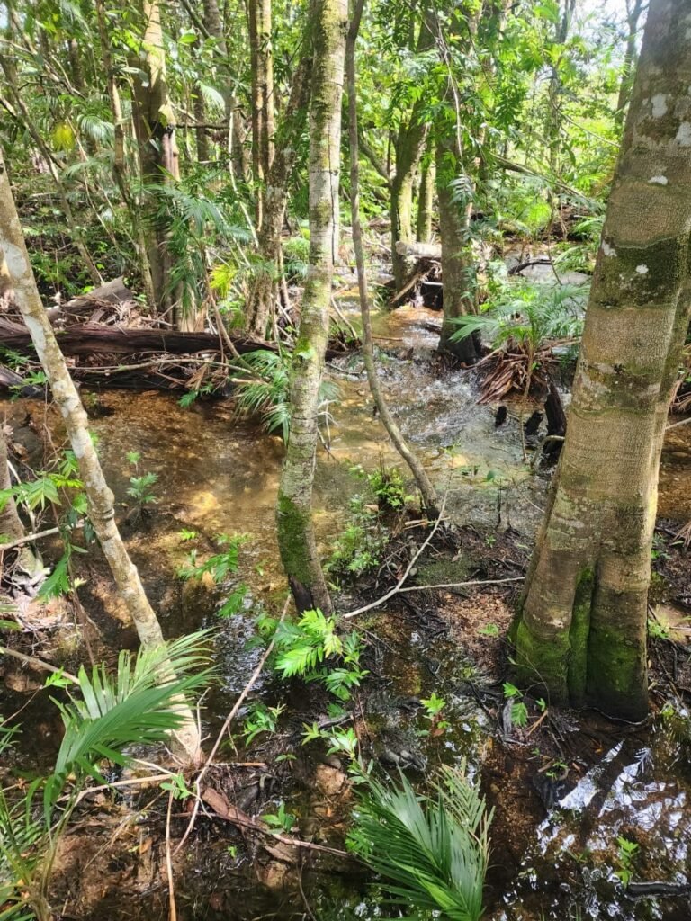 Chácara – Porteira Fechada – Rio – 5.7ha -Vale Verde – Alto Paraíso de Goiás