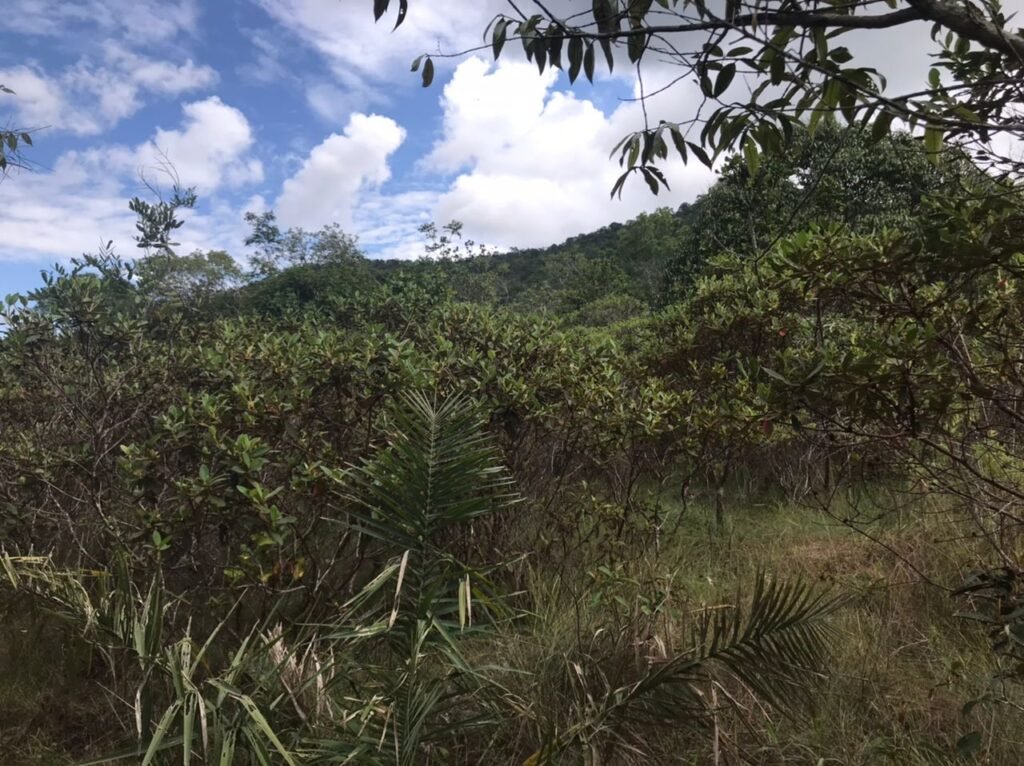 Chácara Suçuarana com acesso ao rio, Próximo a Cachoeira do Poço Encantado – Chapada dos Veadeiros