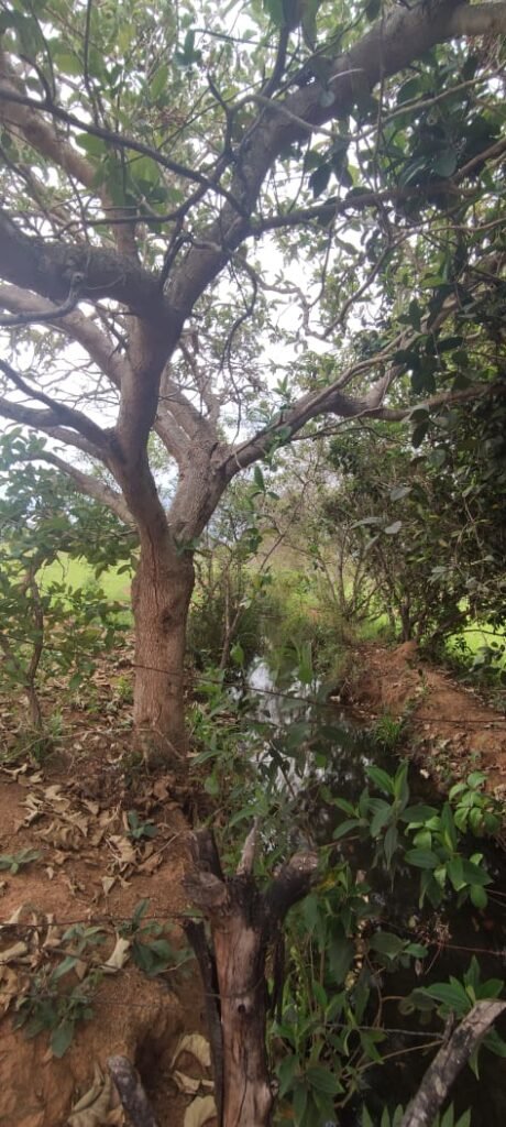 Maravilhosa Chácara 20ha – Recifra – Alto Paraíso de Goiás