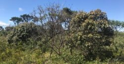 Chácara 4ha – 4km de Alto Paraíso Sentido Cachoeira dos Cristais