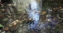 Casa – Rio – Loquinhas – Alto Paraíso de Goiás Casa – Rio – Loquinhas – Alto Paraíso de Goiás