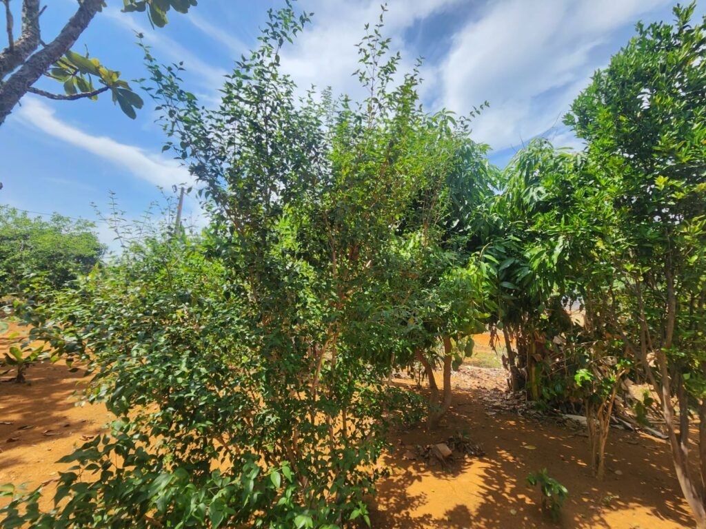 Fazenda Produzindo – Soja – Milho – Feijão – Propriedade Rural na Chapada dos Veadeiros – 28km de Alto Paraíso  de Goiás