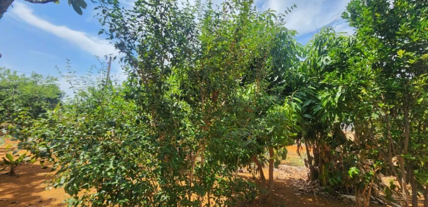 Fazenda Produzindo – Soja – Milho – Feijão – Propriedade Rural na Chapada dos Veadeiros – 28km de Alto Paraíso  de Goiás