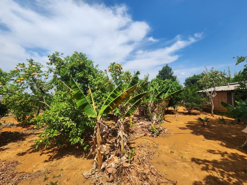 Fazenda Produzindo – Soja – Milho – Feijão – Propriedade Rural na Chapada dos Veadeiros – 28km de Alto Paraíso  de Goiás