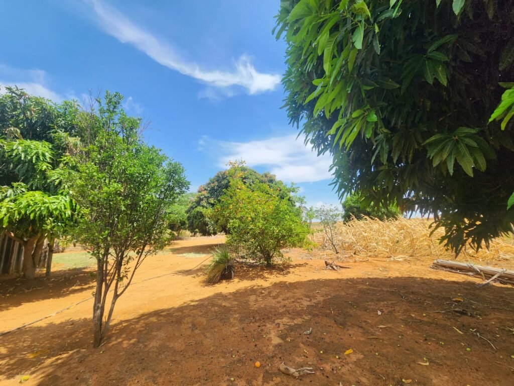 Fazenda Produzindo – Soja – Milho – Feijão – Propriedade Rural na Chapada dos Veadeiros – 28km de Alto Paraíso  de Goiás