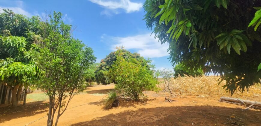 Fazenda Produzindo – Soja – Milho – Feijão – Propriedade Rural na Chapada dos Veadeiros – 28km de Alto Paraíso  de Goiás