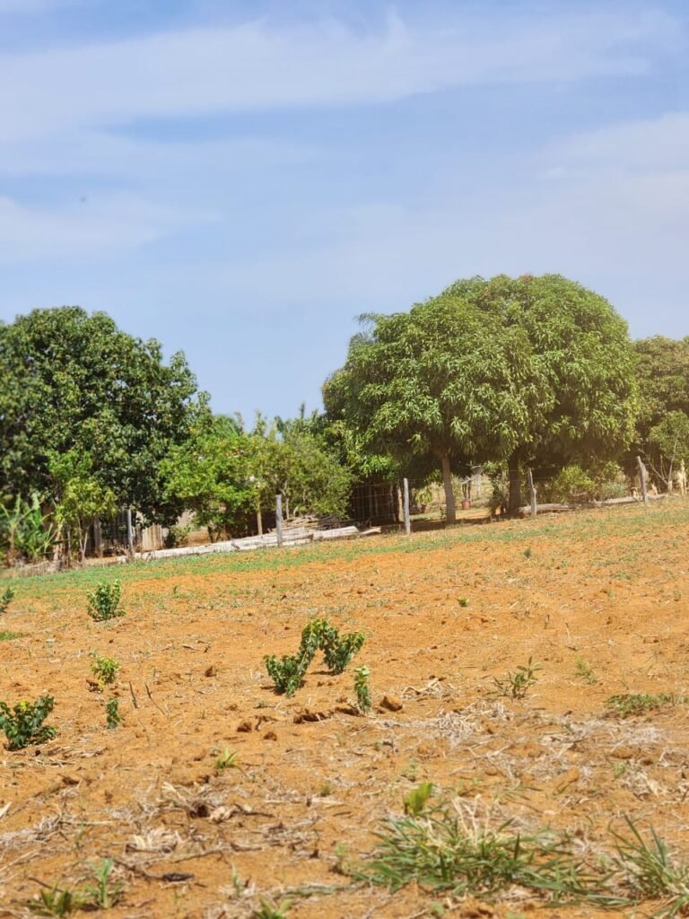 Fazenda Produzindo – Soja – Milho – Feijão – Propriedade Rural na Chapada dos Veadeiros – 28km de Alto Paraíso  de Goiás