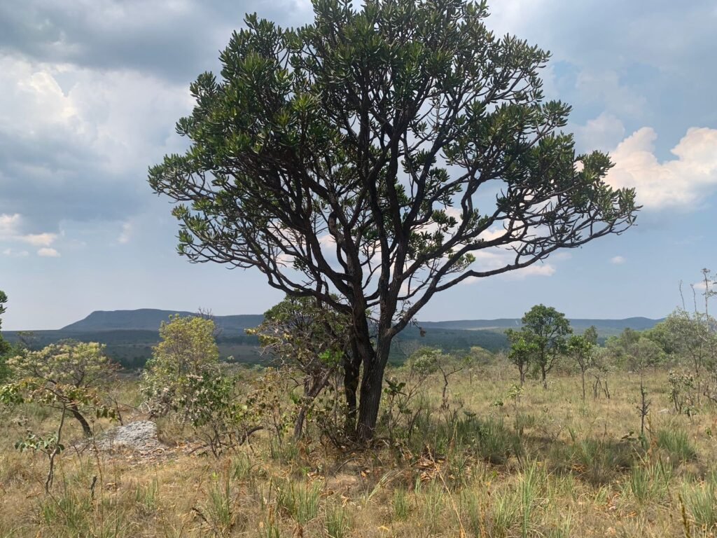 Chácara 4 ha – 12km de Alto Paraíso sentido São Jorge – Fácil Acesso