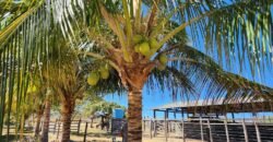 Fazenda 120 Alqueires – Pecuária/Agricultura – 2,5km de Teresina de Goiás – Chapada dos Veadeiros Fazenda 120 Alqueires – Pecuária/Agricultura – 2,5km de Teresina de Goiás – Chapada dos Veadeiros