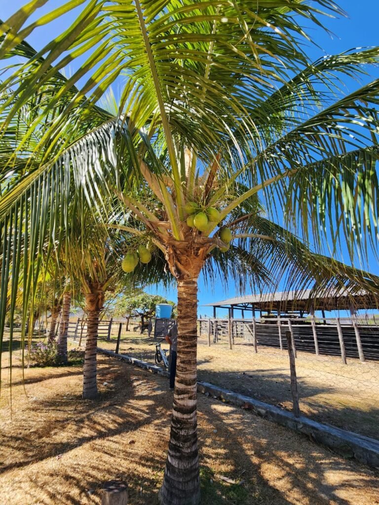 Fazenda 120 Alqueires – Pecuária/Agricultura – 2,5km de Teresina de Goiás – Chapada dos Veadeiros