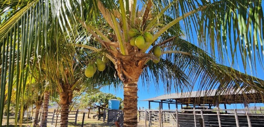 Fazenda 120 Alqueires – Pecuária/Agricultura – 2,5km de Teresina de Goiás – Chapada dos Veadeiros