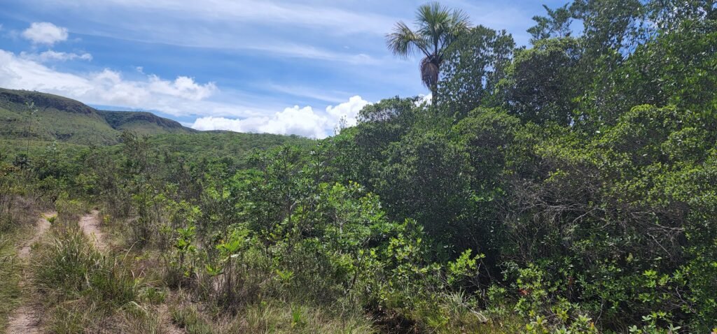 Fazenda 222ha com Cachoeira Coca Cola e Rio Vale do Macaco – Proximo a Cachoeira Macaquinhos – Alto Paraíso de Goiás