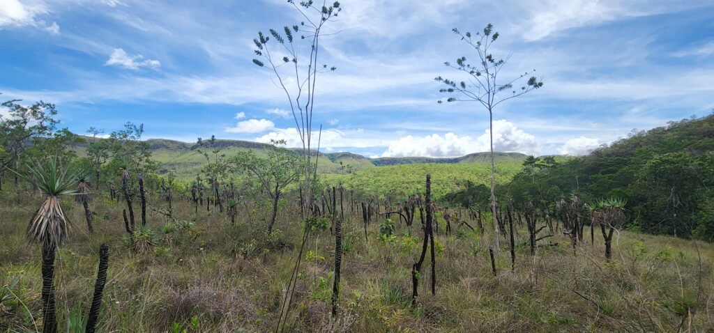 Fazenda 222ha com Cachoeira Coca Cola e Rio Vale do Macaco – Proximo a Cachoeira Macaquinhos – Alto Paraíso de Goiás