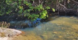 Fazenda 120 Alqueires – Pecuária/Agricultura – 2,5km de Teresina de Goiás – Chapada dos Veadeiros Fazenda 120 Alqueires – Pecuária/Agricultura – 2,5km de Teresina de Goiás – Chapada dos Veadeiros