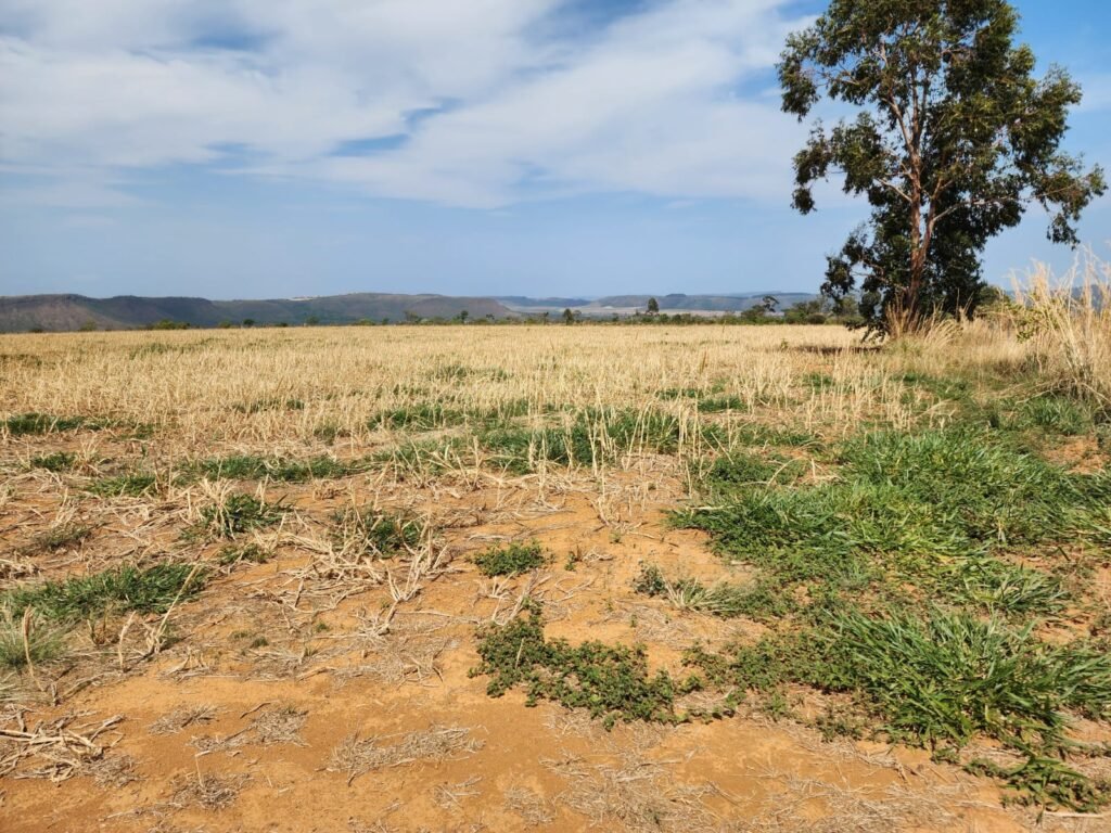 Fazenda 120 Alqueires – Pecuária/Agricultura – 2,5km de Teresina de Goiás – Chapada dos Veadeiros
