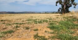 Fazenda 120 Alqueires – Pecuária/Agricultura – 2,5km de Teresina de Goiás – Chapada dos Veadeiros Fazenda 120 Alqueires – Pecuária/Agricultura – 2,5km de Teresina de Goiás – Chapada dos Veadeiros