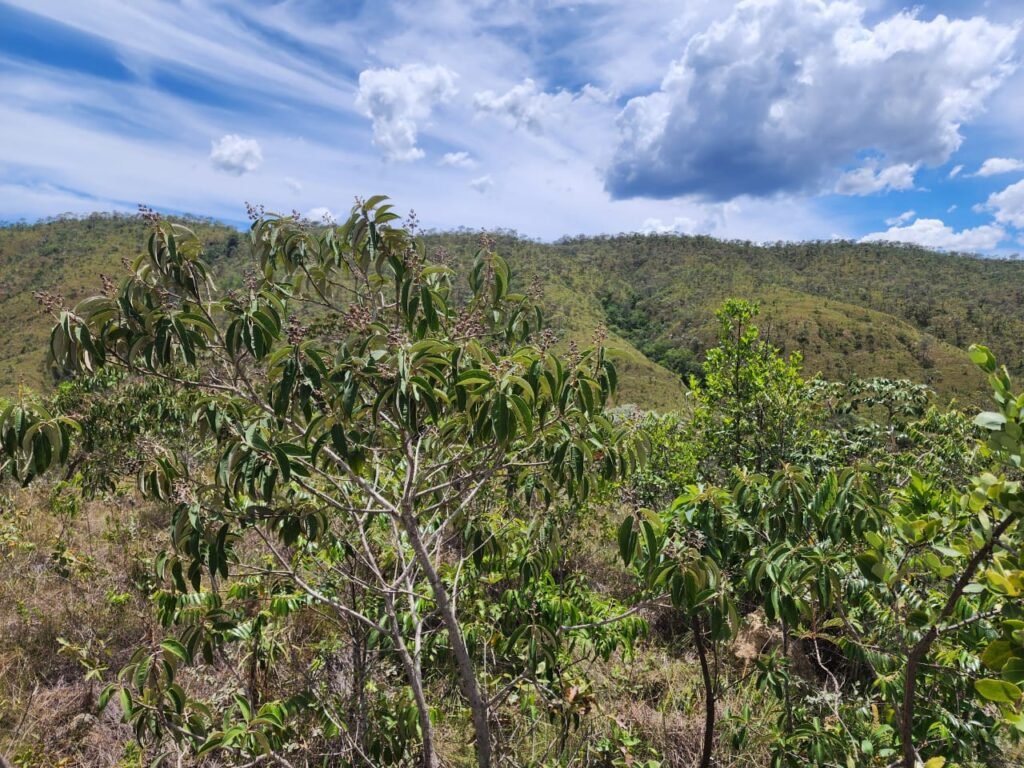 Lote 1.065m2 – 30m2 da Cachoeira da Usina – Urbano – Poço Artesiano – Alto Paraíso de Goiás