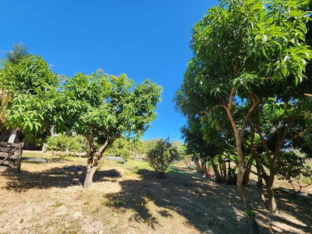 Fazenda 120 Alqueires – Pecuária/Agricultura – 2,5km de Teresina de Goiás – Chapada dos Veadeiros