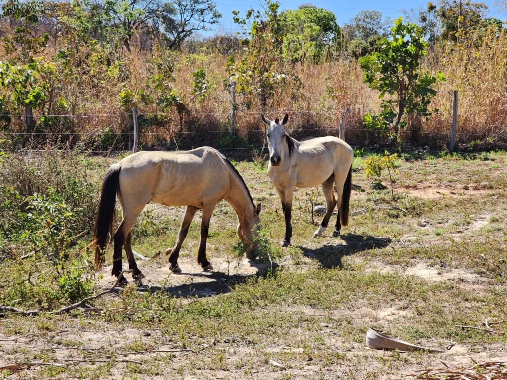 Fazenda 120 Alqueires – Pecuária/Agricultura – 2,5km de Teresina de Goiás – Chapada dos Veadeiros