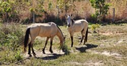Fazenda 120 Alqueires – Pecuária/Agricultura – 2,5km de Teresina de Goiás – Chapada dos Veadeiros Fazenda 120 Alqueires – Pecuária/Agricultura – 2,5km de Teresina de Goiás – Chapada dos Veadeiros