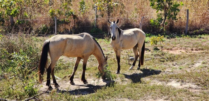 Fazenda 120 Alqueires – Pecuária/Agricultura – 2,5km de Teresina de Goiás – Chapada dos Veadeiros