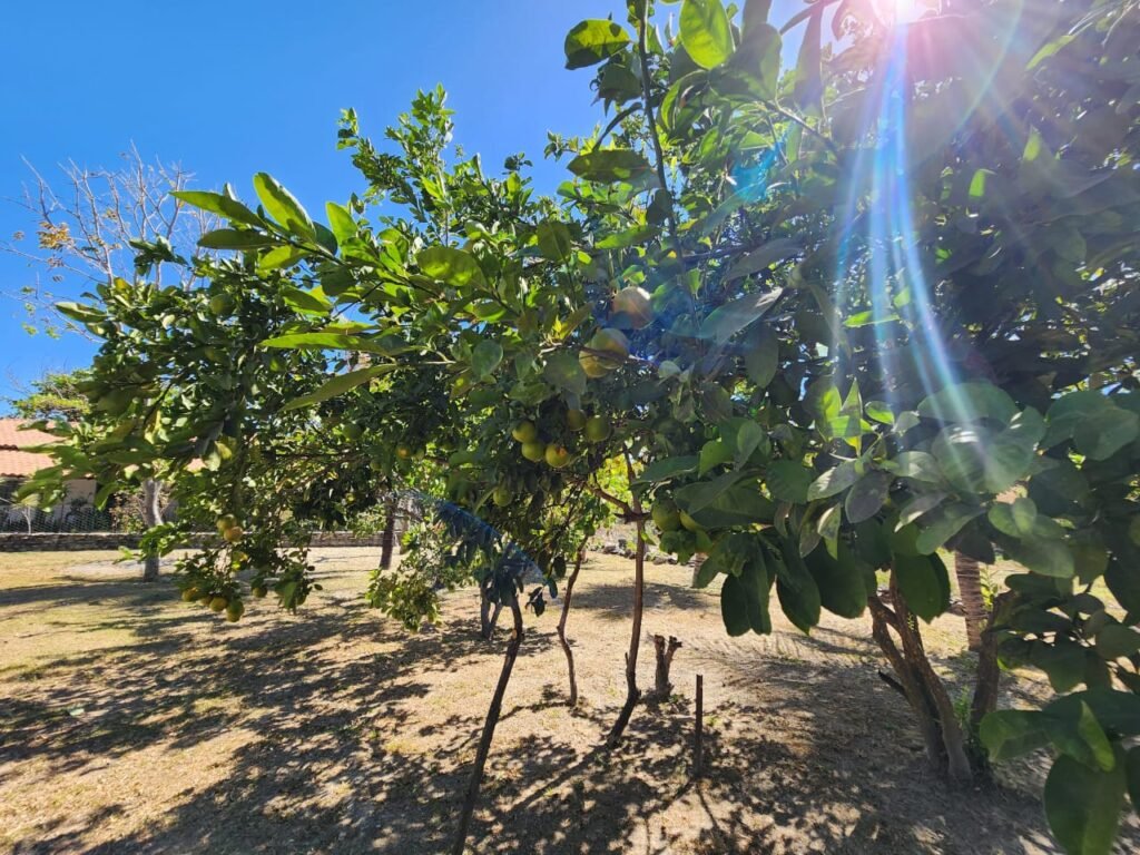 Fazenda 120 Alqueires – Pecuária/Agricultura – 2,5km de Teresina de Goiás – Chapada dos Veadeiros
