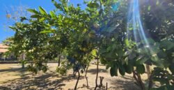 Fazenda 120 Alqueires – Pecuária/Agricultura – 2,5km de Teresina de Goiás – Chapada dos Veadeiros Fazenda 120 Alqueires – Pecuária/Agricultura – 2,5km de Teresina de Goiás – Chapada dos Veadeiros