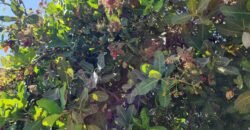 Fazenda 120 Alqueires – Pecuária/Agricultura – 2,5km de Teresina de Goiás – Chapada dos Veadeiros Fazenda 120 Alqueires – Pecuária/Agricultura – 2,5km de Teresina de Goiás – Chapada dos Veadeiros