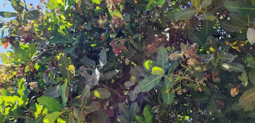 Fazenda 120 Alqueires – Pecuária/Agricultura – 2,5km de Teresina de Goiás – Chapada dos Veadeiros