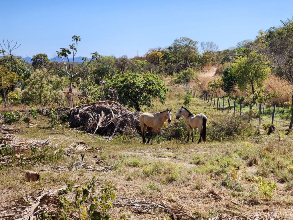 Fazenda 120 Alqueires – Pecuária/Agricultura – 2,5km de Teresina de Goiás – Chapada dos Veadeiros