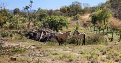 Fazenda 120 Alqueires – Pecuária/Agricultura – 2,5km de Teresina de Goiás – Chapada dos Veadeiros Fazenda 120 Alqueires – Pecuária/Agricultura – 2,5km de Teresina de Goiás – Chapada dos Veadeiros