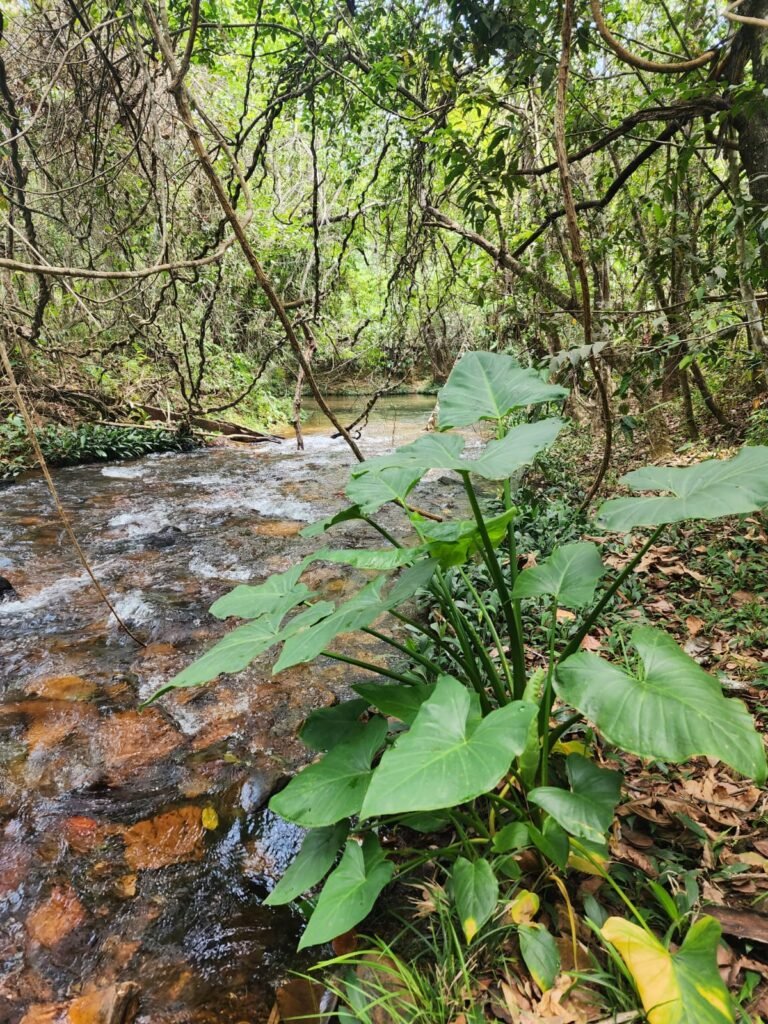Maravilhosa Chácara de 37ha – Rio – Alto Paraíso de Goiás