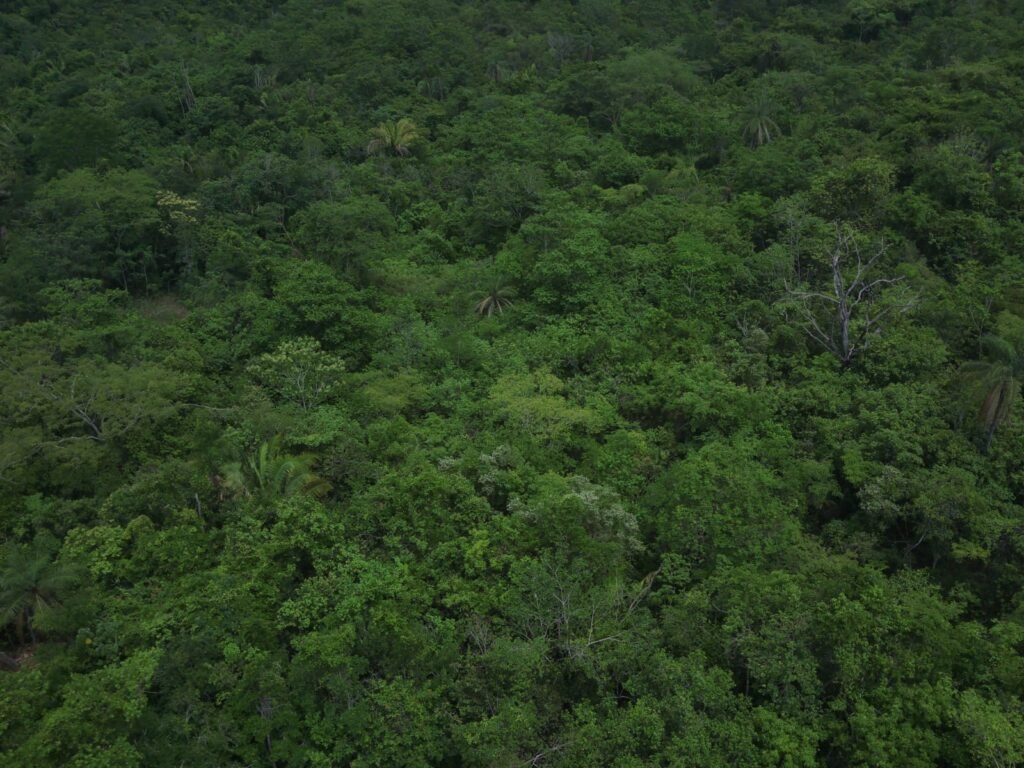 Maravilhosa Chácara de 37ha – Rio – Alto Paraíso de Goiás