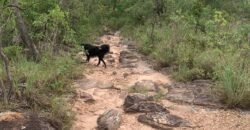 Chácara 4.9ha – Vale Verde – Sentido Pousada Inácia – Alto Paraíso de Goiás