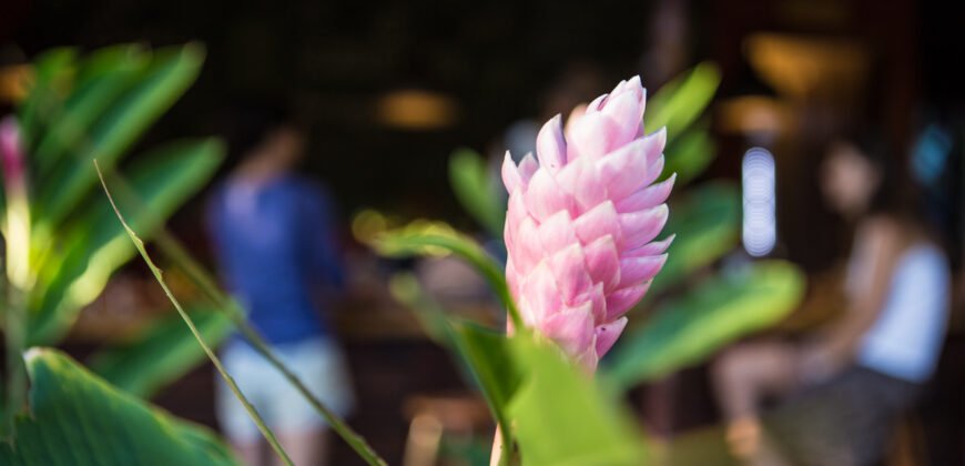 Espaço único em Alto Paraíso, Chapada dos Veadeiros!