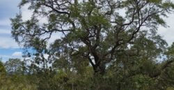 Chácara 4ha – Km 12 – Córrego – Alto Paraíso – Chapada dos Veadeiros Chácara 4ha – Km 12 – Córrego – Alto Paraíso – Chapada dos Veadeiros