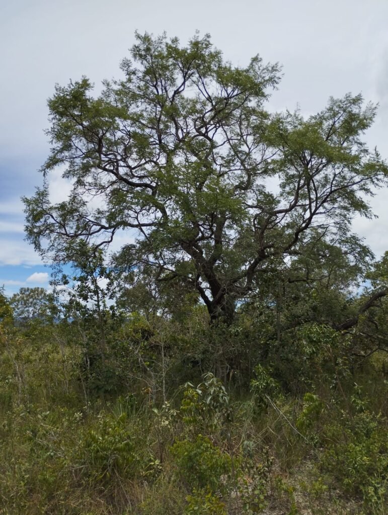 Chácara 4ha – Km 12 – Córrego – Alto Paraíso – Chapada dos Veadeiros