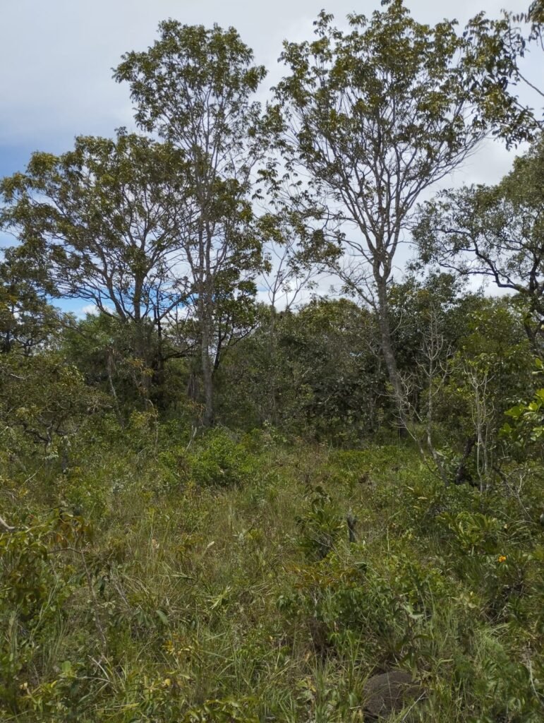 Chácara 4ha – Km 12 – Córrego – Alto Paraíso – Chapada dos Veadeiros