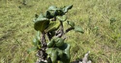 Chácara 4ha – Paraíso dos Pandavas, Corrégo – Alto Paraíso de Goiás Chácara 4ha – Paraíso dos Pandavas, Corrégo – Alto Paraíso de Goiás